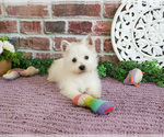 Small #2 West Highland White Terrier
