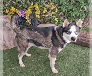 Siberian Husky-Unknown Mix Dogs for adoption in Oklahoma City, OK, USA