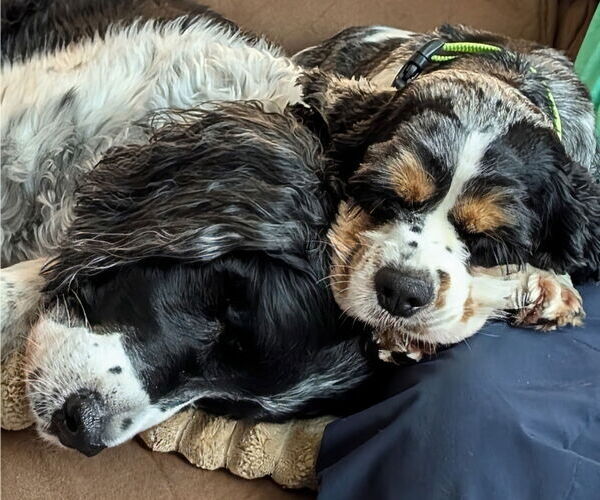 Medium Photo #2 Cocker Spaniel Puppy For Sale in Sioux Falls, SD, USA