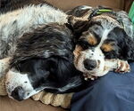 Small #1 Cocker Spaniel