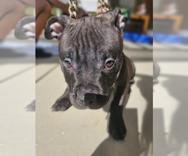 Medium Photo #8 American Bully Puppy For Sale in QUARTZ HILL, CA, USA