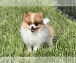 Puppy Mooshie AKC Pomeranian