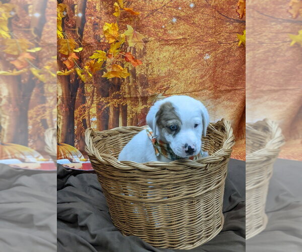 Medium Photo #3 Mutt Puppy For Sale in Bryant, AR, USA