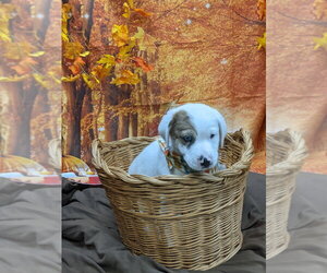 B-Dawg - Male Mutt Dog for Adoption - Photo #3