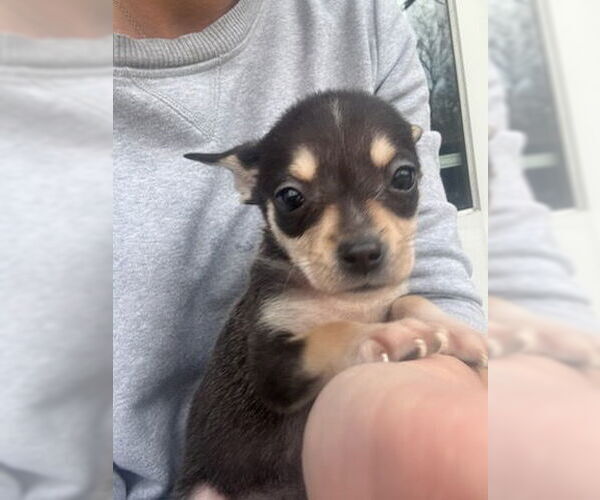 Medium Photo #2 Chihuahua-Unknown Mix Puppy For Sale in Plainfield, IL, USA