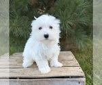 Flynn - Male Maltese Puppy for Sale - Photo #4