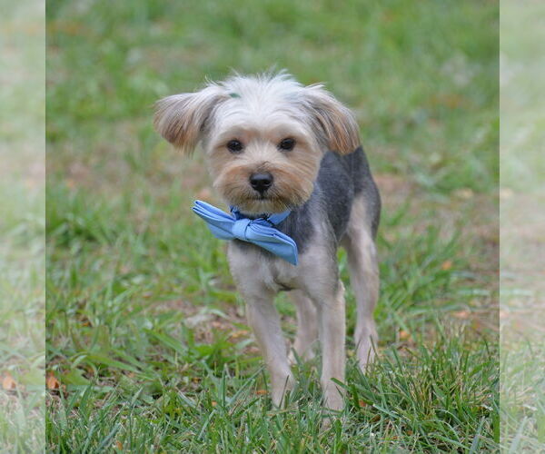 Medium Photo #3 Mutt Puppy For Sale in Gretna, NE, USA