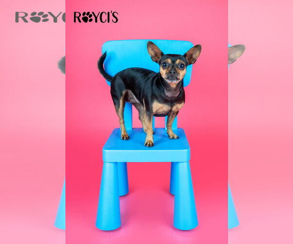 Medium Photo #8 Chihuahua Puppy For Sale in Sandy, UT, USA