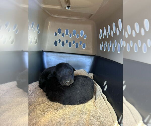 Medium Photo #1 Holland Shepherd-Unknown Mix Puppy For Sale in Imlay City, MI, USA