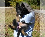 Small Photo #9 German Shepherd Dog Puppy For Sale in NORTHWOOD, NH, USA