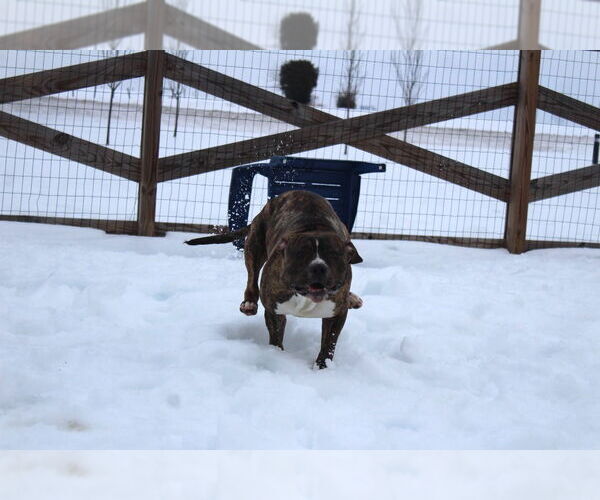 Medium Photo #7 Mutt Puppy For Sale in Chestertown, MD, USA