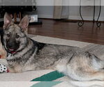 Small #2 German Shepherd Dog