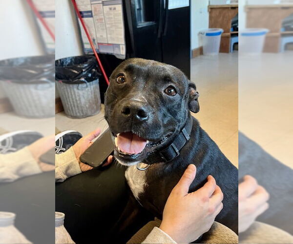 Medium Photo #3 Mutt Puppy For Sale in Webster, WI, USA