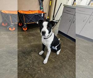 Mutt Dogs for adoption in Rockwall, TX, USA