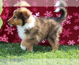 Bernese Mountain Dog-Collie Mix Puppy for sale in SHILOH, OH, USA