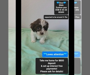Zeus - Male Poodle (Toy)-Zuchon Mix Puppy for Sale
