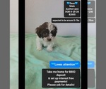 Zeus - Male Poodle (Toy)-Zuchon Mix Puppy for Sale - Small photo