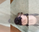 Small Photo #3 Pug Puppy For Sale in HAZLET, NJ, USA