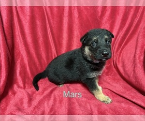 Medium German Shepherd Dog