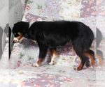 Small #8 Miniature Australian Shepherd