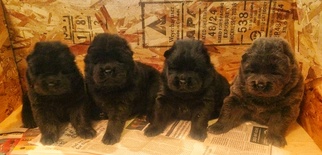 Chow Chow Puppy for sale in HAXTUN, CO, USA