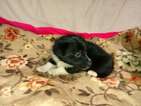 Small Photo #12 Border Collie-Pembroke Welsh Corgi Mix Puppy For Sale in ORCHARD, CO, USA