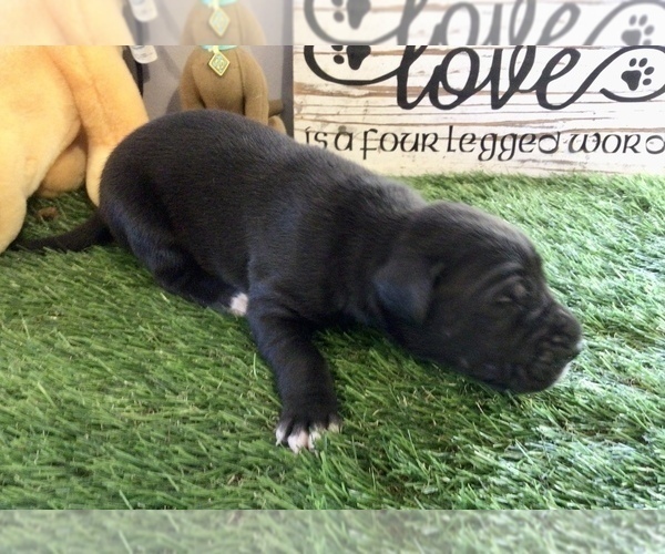 Medium Photo #10 Great Dane Puppy For Sale in BANGOR, WI, USA