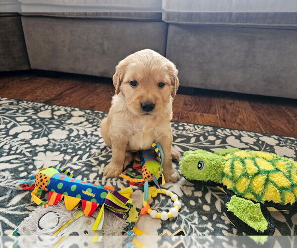 Medium Photo #29 Golden Retriever Puppy For Sale in WASECA, MN, USA