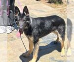 Small #1 German Shepherd Dog