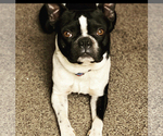 Small Photo #1 Boston Terrier Puppy For Sale in LOOMIS, CA, USA