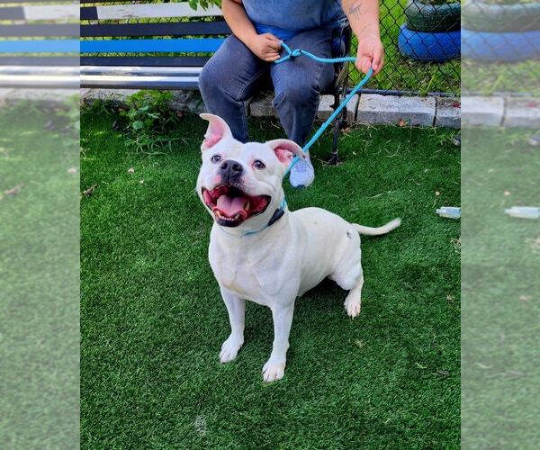 Medium Photo #3 American Bulldog-Unknown Mix Puppy For Sale in Perth Amboy, NJ, USA