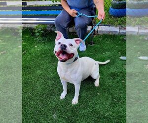 Tito - Male American Bulldog-Unknown Mix Dog for Adoption - Photo #3