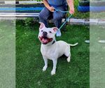 Small Photo #3 American Bulldog-Unknown Mix Puppy For Sale in Perth Amboy, NJ, USA