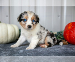 Puppy Tabby Australian Shepherd
