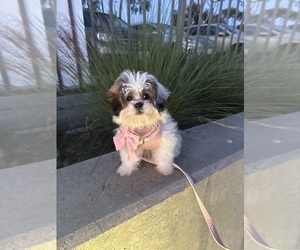 Zuchon Puppy for sale in LAS VEGAS, NV, USA