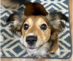 Small #3 Colonial Cocker Spaniel-Dachshund Mix