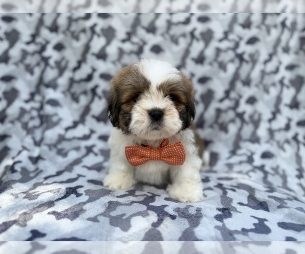 Medium Photo #3 Lhasa Apso Puppy For Sale in LAKELAND, FL, USA