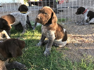 German Shorthaired Pointer Puppy for sale in THATCHER, AZ, USA