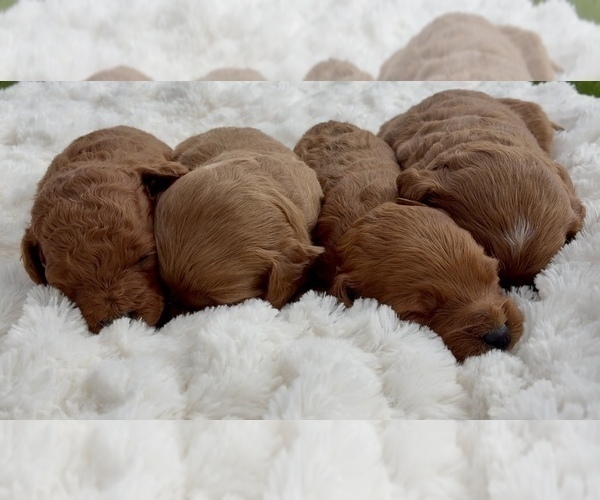 Medium Photo #6 Goldendoodle (Miniature) Puppy For Sale in RANDOLPH, WI, USA