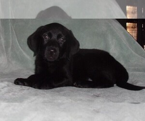Labrador Retriever Puppy for sale in CALIENTE, CA, USA