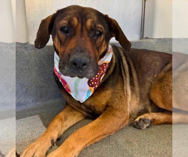 Medium Photo #1 American Staffordshire Terrier-Unknown Mix Puppy For Sale in San Antonio, TX, USA