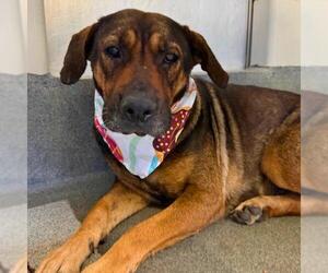 American Staffordshire Terrier-Unknown Mix Dogs for adoption in San Antonio, TX, USA