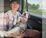 Small #11 American Pit Bull Terrier Mix
