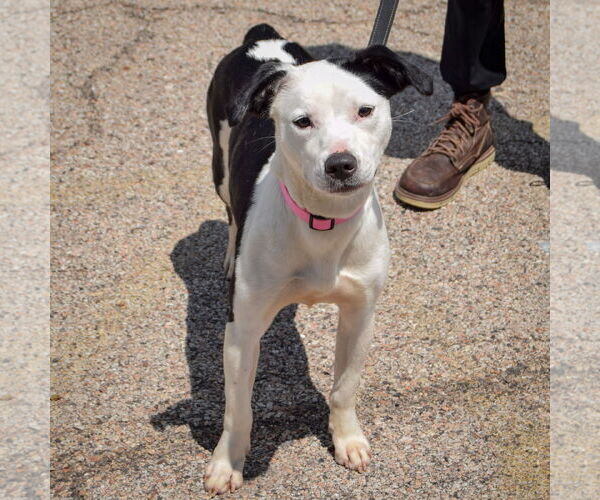 Medium Photo #6 American Staffordshire Terrier-English Springer Spaniel Mix Puppy For Sale in Huntley, IL, USA
