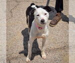 Small #5 American Staffordshire Terrier-English Springer Spaniel Mix