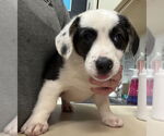 Small #3 Mutt