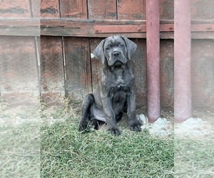 Cane Corso Puppy for sale in SPRING VALLEY, CA, USA