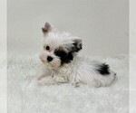 Small #7 Yorkshire Terrier
