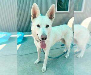 Medium German Shepherd Dog