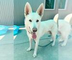 Small German Shepherd Dog